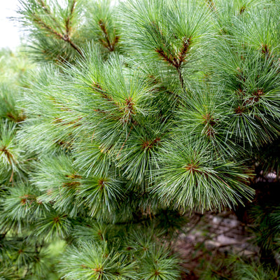 Eastern White Pine as a Natural Medicine