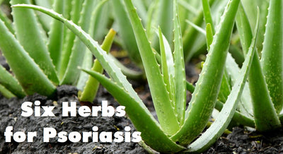 Six Herbs for Psoriasis