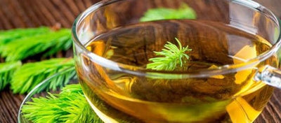 Eastern White Pine Tea Recipe