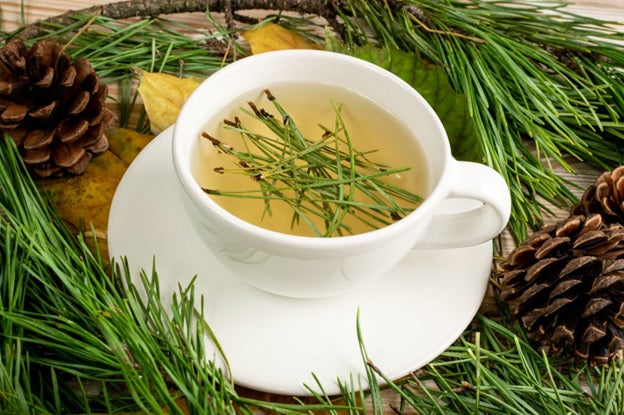 The Benefits of Pine Needle Tea and How to Make It - Steeped Street