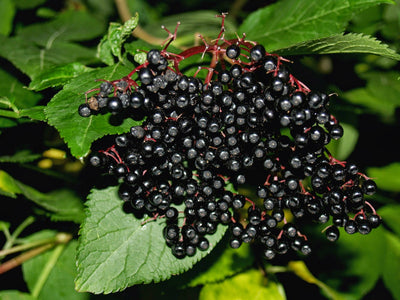 Elderberry: A Natural Way to Boost Immunity?