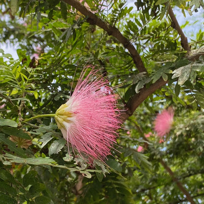 Exploring the Wonders of the Mimosa Tree (Albizia julibrissin)