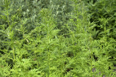 Unlocking the power of Artemisia Annua (Sweet Wormwood): Insights from Recent Research