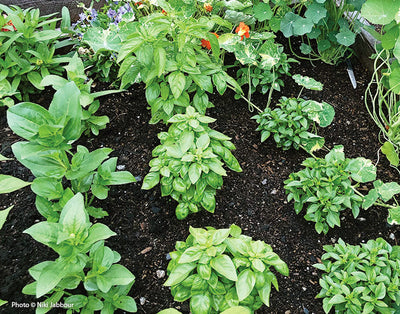 🌱  Part #2: What You Can Grow Where You Live and How - Medicinal Garden Series