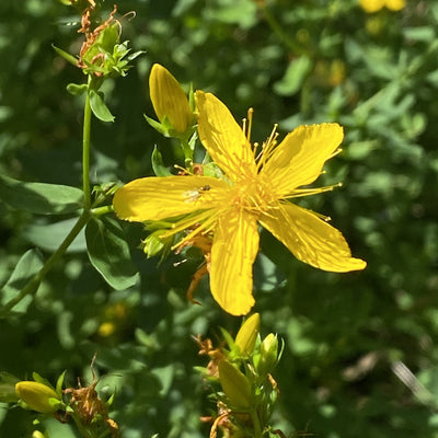 The Surprising Benefits of St. John's Wort: Nature's Remedy Right in Our Backyard