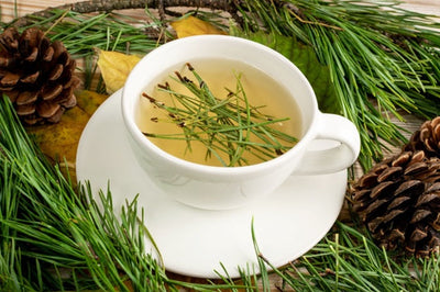 Benefits of Pine Needle Tea: What the Research Says