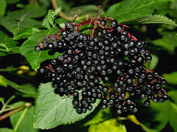 Elderberry Concentrated Syrup