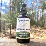 White Pine Needle Extract